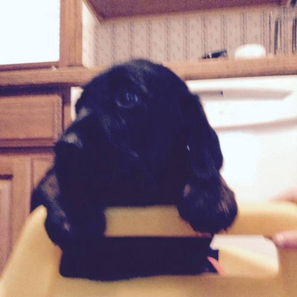 Meet your Posher, Thomas